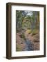 Tranquil Stream Meandering Through a New England Woods in Autumn-Frances Gallogly-Framed Photographic Print