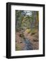 Tranquil Stream Meandering Through a New England Woods in Autumn-Frances Gallogly-Framed Photographic Print