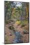 Tranquil Stream Meandering Through a New England Woods in Autumn-Frances Gallogly-Mounted Photographic Print