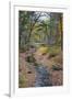 Tranquil Stream Meandering Through a New England Woods in Autumn-Frances Gallogly-Framed Photographic Print