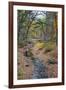 Tranquil Stream Meandering Through a New England Woods in Autumn-Frances Gallogly-Framed Photographic Print