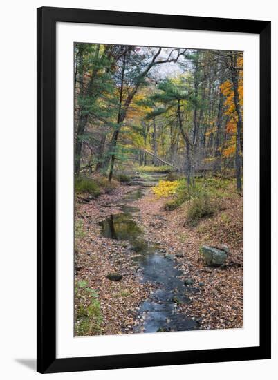 Tranquil Stream Meandering Through a New England Woods in Autumn-Frances Gallogly-Framed Photographic Print