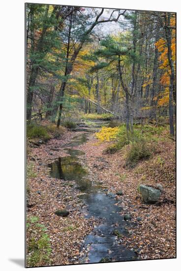 Tranquil Stream Meandering Through a New England Woods in Autumn-Frances Gallogly-Mounted Photographic Print