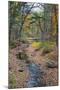 Tranquil Stream Meandering Through a New England Woods in Autumn-Frances Gallogly-Mounted Photographic Print