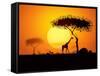 Tranquil Sunset Scene In Africa. Silhouette Animals And Trees In Africa Sunset Background-ori-artiste-Framed Stretched Canvas