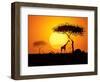 Tranquil Sunset Scene In Africa. Silhouette Animals And Trees In Africa Sunset Background-ori-artiste-Framed Art Print