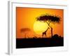 Tranquil Sunset Scene In Africa. Silhouette Animals And Trees In Africa Sunset Background-ori-artiste-Framed Art Print