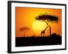 Tranquil Sunset Scene In Africa. Silhouette Animals And Trees In Africa Sunset Background-ori-artiste-Framed Art Print