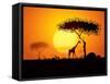 Tranquil Sunset Scene In Africa. Silhouette Animals And Trees In Africa Sunset Background-ori-artiste-Framed Stretched Canvas