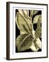 Tranquil Tropical Leaves II-Vision Studio-Framed Art Print