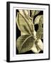 Tranquil Tropical Leaves II-Vision Studio-Framed Art Print