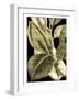 Tranquil Tropical Leaves II-Vision Studio-Framed Art Print