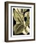 Tranquil Tropical Leaves II-Vision Studio-Framed Art Print