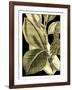 Tranquil Tropical Leaves II-Vision Studio-Framed Art Print