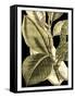 Tranquil Tropical Leaves II-Vision Studio-Framed Stretched Canvas