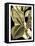 Tranquil Tropical Leaves II-Vision Studio-Framed Stretched Canvas