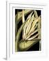 Tranquil Tropical Leaves III-Vision Studio-Framed Art Print