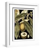 Tranquil Tropical Leaves IV-Vision Studio-Framed Art Print