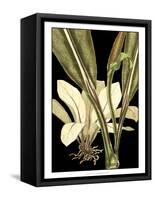 Tranquil Tropical Leaves V-Vision Studio-Framed Stretched Canvas