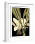 Tranquil Tropical Leaves V-Vision Studio-Framed Art Print