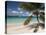 Tranquil White Sand Beach, St John, United States Virgin Islands, USA, US Virgin Islands, Caribbean-Trish Drury-Stretched Canvas