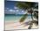 Tranquil White Sand Beach, St John, United States Virgin Islands, USA, US Virgin Islands, Caribbean-Trish Drury-Mounted Premium Photographic Print