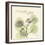 Tranquility Eucalyptus-Albert Koetsier-Framed Art Print