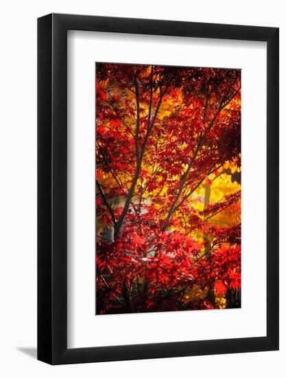 Tranquilizer-Philippe Sainte-Laudy-Framed Photographic Print