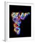 Transfer RNA Molecule-PASIEKA-Framed Photographic Print