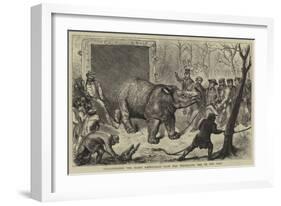 Transferring the Hairy Rhinoceros from Her Travelling Den to Her Cage-Ernest Henry Griset-Framed Giclee Print