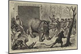 Transferring the Hairy Rhinoceros from Her Travelling Den to Her Cage-Ernest Henry Griset-Mounted Giclee Print