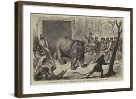 Transferring the Hairy Rhinoceros from Her Travelling Den to Her Cage-Ernest Henry Griset-Framed Giclee Print