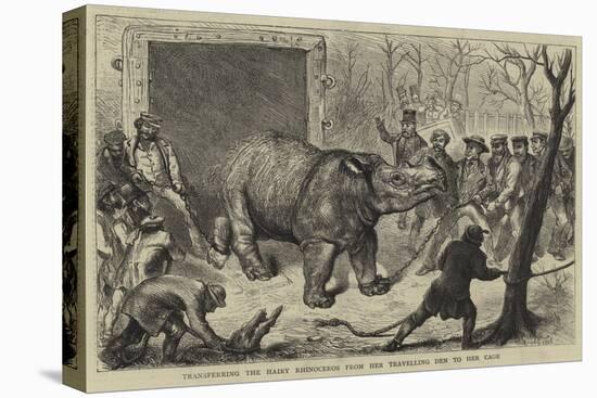 Transferring the Hairy Rhinoceros from Her Travelling Den to Her Cage-Ernest Henry Griset-Stretched Canvas