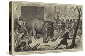 Transferring the Hairy Rhinoceros from Her Travelling Den to Her Cage-Ernest Henry Griset-Stretched Canvas