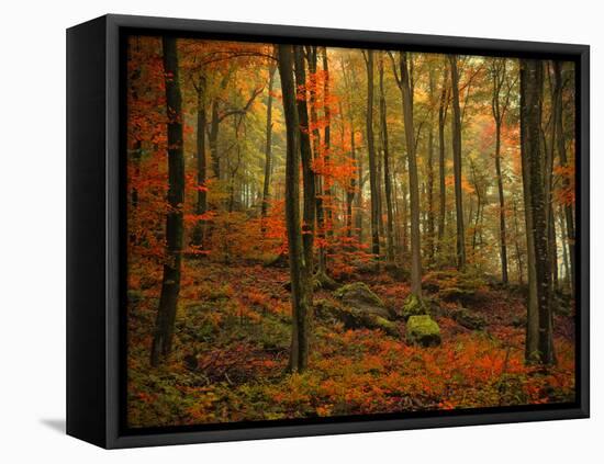 Transformation Fall-Philippe Sainte-Laudy-Framed Stretched Canvas