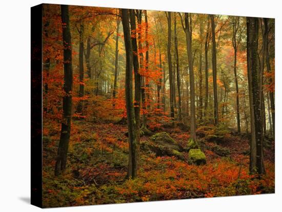 Transformation Fall-Philippe Sainte-Laudy-Stretched Canvas