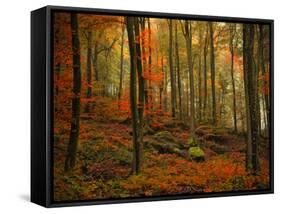 Transformation Fall-Philippe Sainte-Laudy-Framed Stretched Canvas