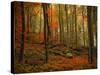 Transformation Fall-Philippe Sainte-Laudy-Stretched Canvas