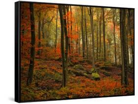 Transformation Fall-Philippe Sainte-Laudy-Framed Stretched Canvas