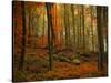 Transformation Fall-Philippe Sainte-Laudy-Stretched Canvas