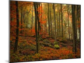 Transformation Fall-Philippe Sainte-Laudy-Mounted Premium Photographic Print