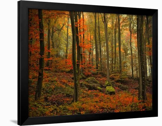 Transformation Fall-Philippe Sainte-Laudy-Framed Photographic Print