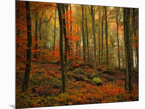 Transformation Fall-Philippe Sainte-Laudy-Mounted Photographic Print