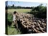 Transhumance, St. Remy, Bouches Du Rhone, Provence, France-Bruno Morandi-Stretched Canvas