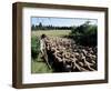 Transhumance, St. Remy, Bouches Du Rhone, Provence, France-Bruno Morandi-Framed Photographic Print