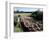 Transhumance, St. Remy, Bouches Du Rhone, Provence, France-Bruno Morandi-Framed Photographic Print