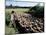 Transhumance, St. Remy, Bouches Du Rhone, Provence, France-Bruno Morandi-Mounted Photographic Print