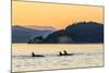 Transient Killer Whales (Orcinus Orca) Surfacing at Sunset-Michael Nolan-Mounted Photographic Print