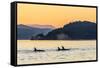 Transient Killer Whales (Orcinus Orca) Surfacing at Sunset-Michael Nolan-Framed Stretched Canvas