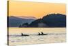 Transient Killer Whales (Orcinus Orca) Surfacing at Sunset-Michael Nolan-Stretched Canvas